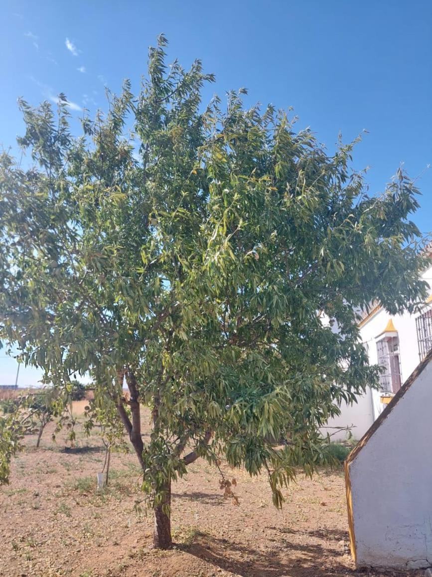 Cortijo Cruces - Sevilla Guillena