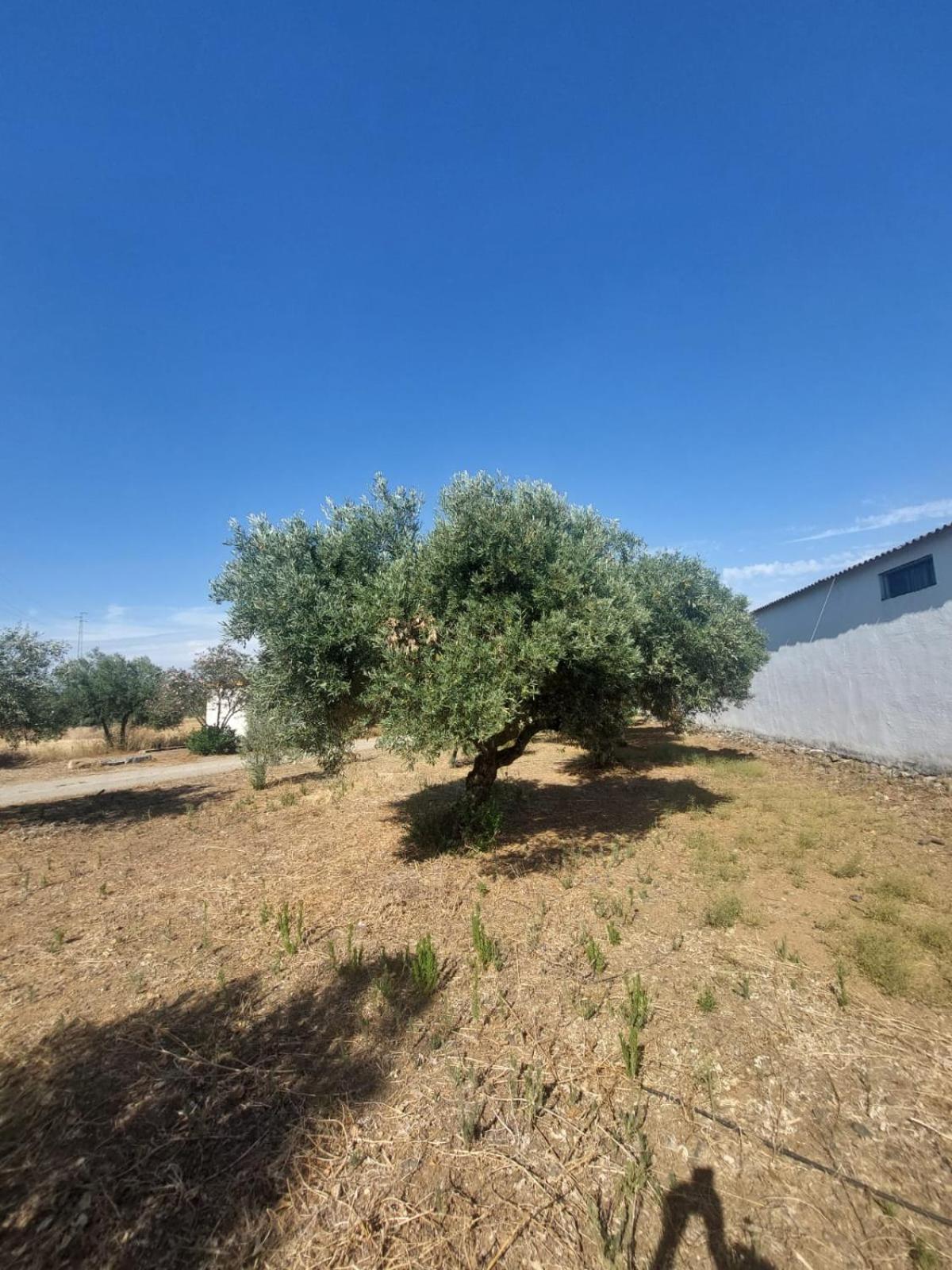 Cortijo Cruces - Sevilla Guillena